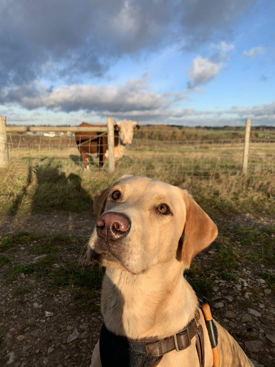 CaptainPikkles tweet media