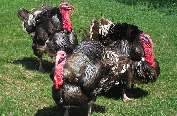 SubarashiiPear's tweet photo. #HappyThanksgiving from our #orchard. These fine #birds were seen strolling through our #farm some time ago, perhaps they were #shopping for #AsianPears? During your #onlineshopping this weekend, visit us at https://t.co/BauYK1mMJ4 - #holidaygifts for your #friends and #family. https://t.co/0kk86IQj40