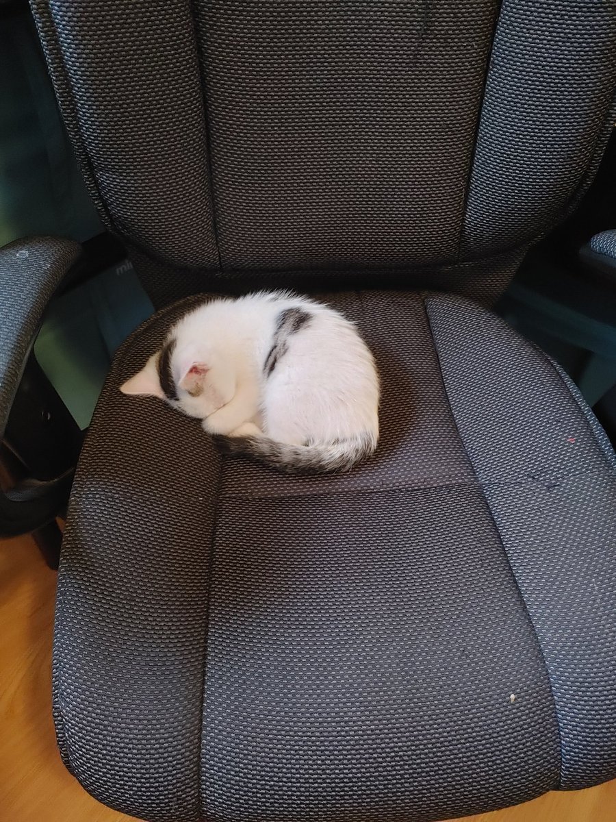 Nova_fur's tweet photo. First day home has been full of cuddles, naps and play time.
Fantastic little moo has been great.
Considering I'm home sick with cramps so bad I've puked multiple times. The cuddles are purrrrfect.
#kitten #firstdayhome https://t.co/NBruwnQ2i7