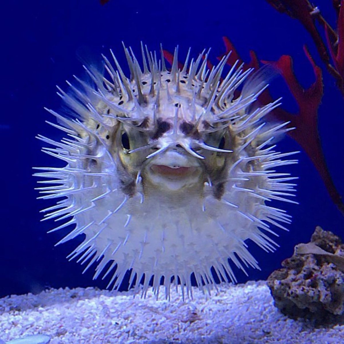 seachem's tweet photo. Me tomorrow after my 3rd Thanksgiving dinner plate.
.
.
.
#seachem #aquavitro #aquarium #saltwater #saltwatertank #fish #aquariumfish #markstropicalfish #thanksgiving #thanksgivingdinner https://t.co/R5842DEKJU