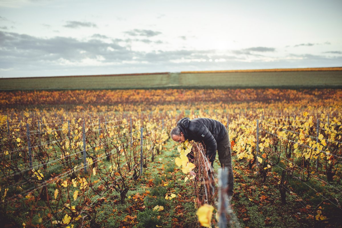 Pruning kicks off in the vineyard! Essential task to warrant the quality of next year's grapes, pruning is about shaping the vine and preserving it for the future. The vinegrower has to take into account optimum sap flow and balance vigor and productivity, foliage, and fruit.
