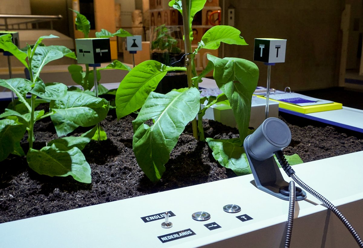 Newcotiana tweet media