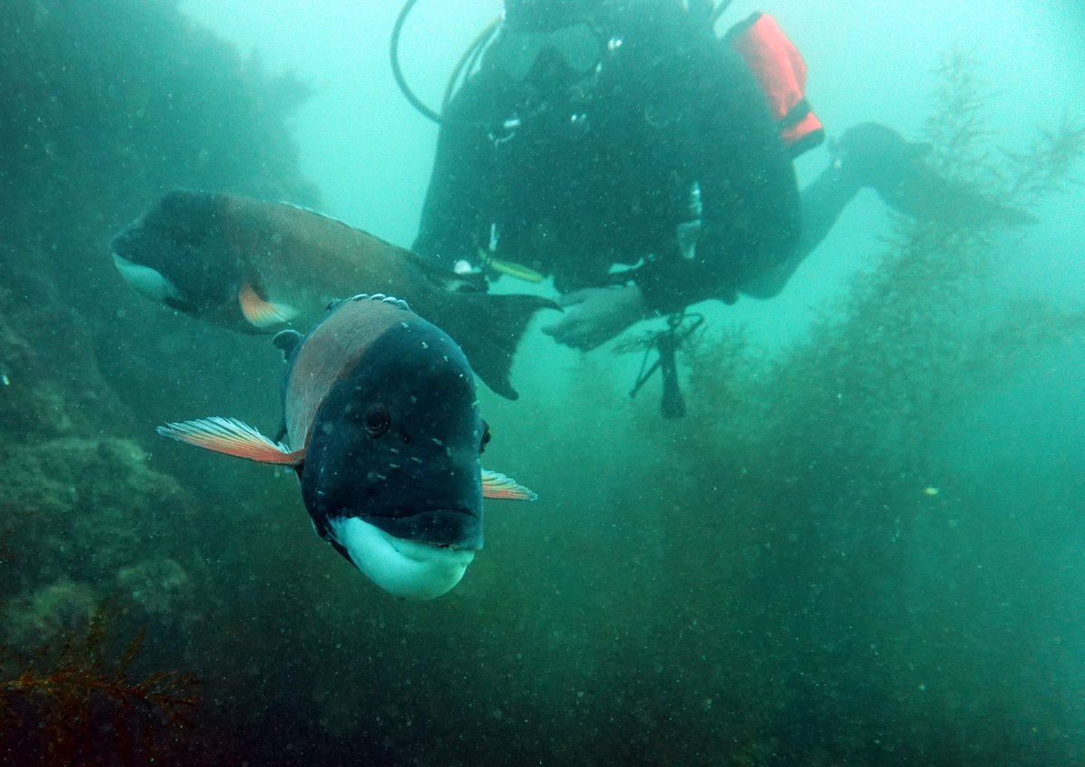 oceansafemase's tweet photo. Photobombed by all sheeps and sizes!
πΈ: Dr. Ryan Walter
#sheepshead #dive #diving #underwaterphotography #fishing #subtidal https://t.co/3aDTczFcNQ