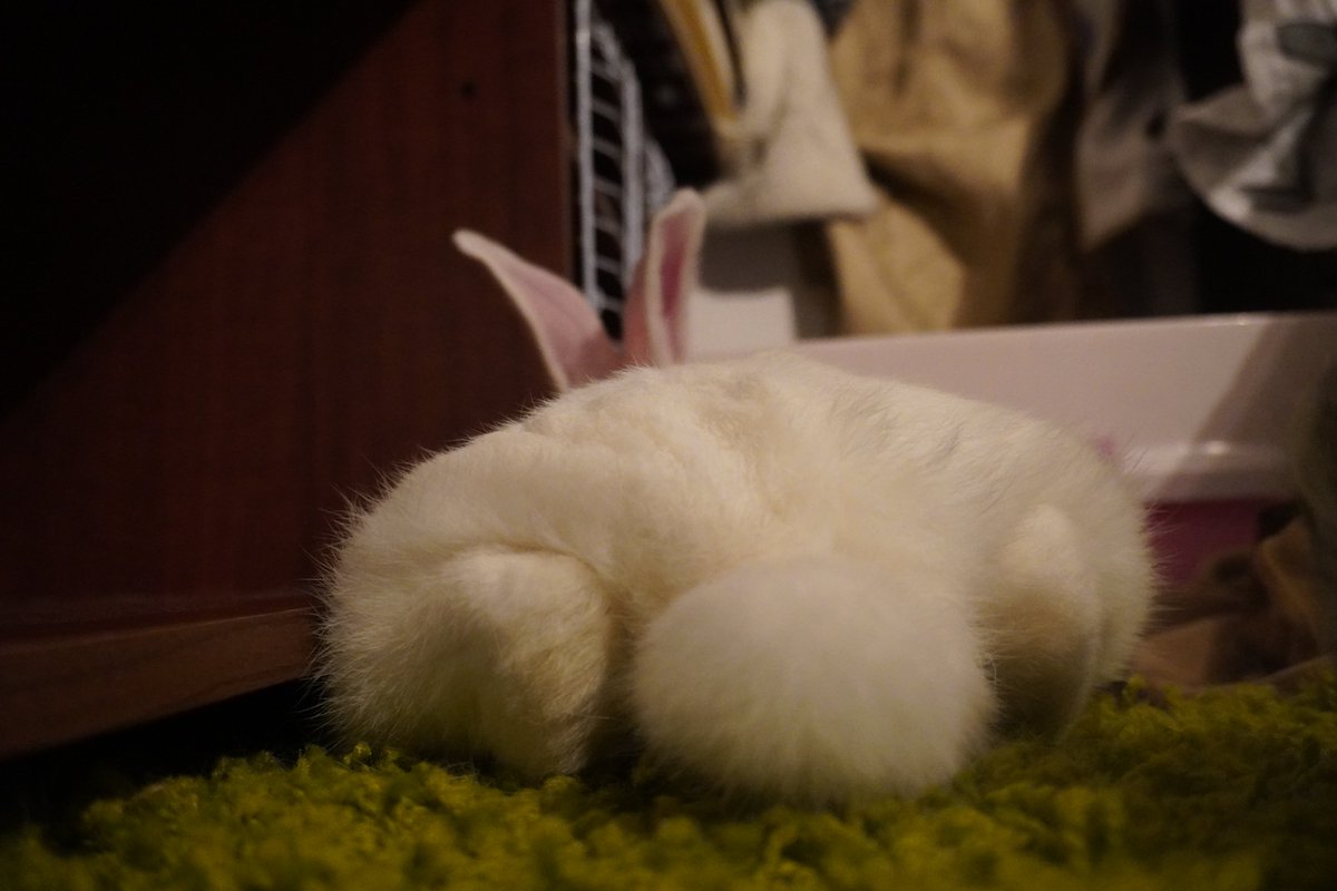 BuchiMomoCh's tweet photo. なんかマリオカートのカート(？)っぽいw

おやすみなさい💤

#うさぎ　#うさぎと暮らす　#うさぎのいる生活　#うさぎ好きさんと繋がりたい　#おやすみなさい　#マリオカート https://t.co/HKfmO916RO