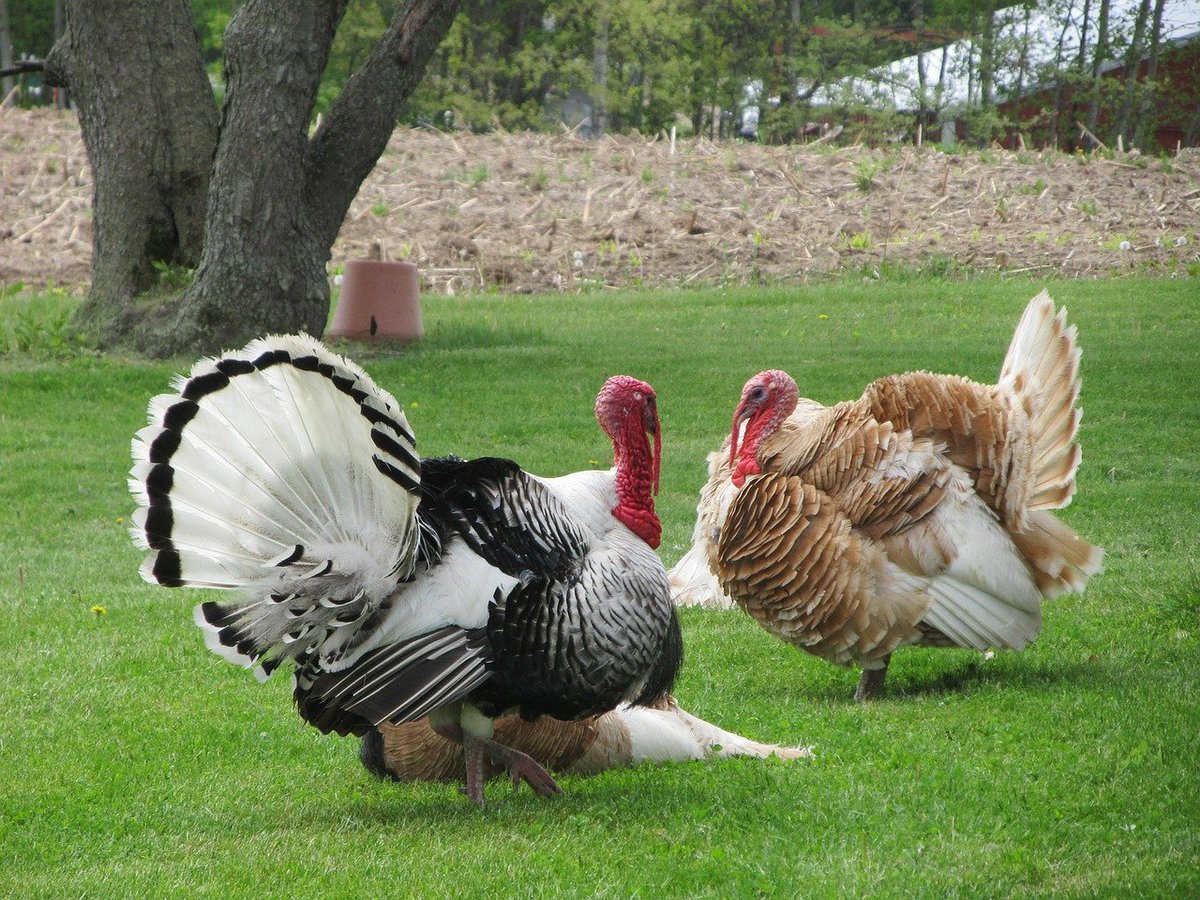 ExportGov's tweet photo. Have a happy Thanksgiving! Want to sell some turkeys overseas? To successfully complete any sort export transaction, you are going to need to classify your product, and create its #ScheduleB number. Find out how here: https://t.co/dfY9XrsYPI #LearnToExport https://t.co/qJDD1eoQrB