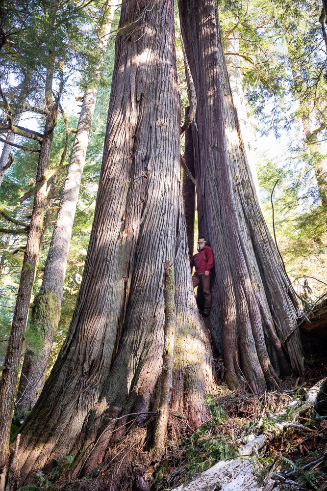 AncientForestBC's tweet photo. @JJhorgan &amp; @BCNDP have promised action on #oldgrowth. Once Cabinet is sworn in tomorrow, they have 6 months to halt logging in the last remaining 3% of BC’s big tree #ancientforests. https://t.co/VQFsSBzBX2