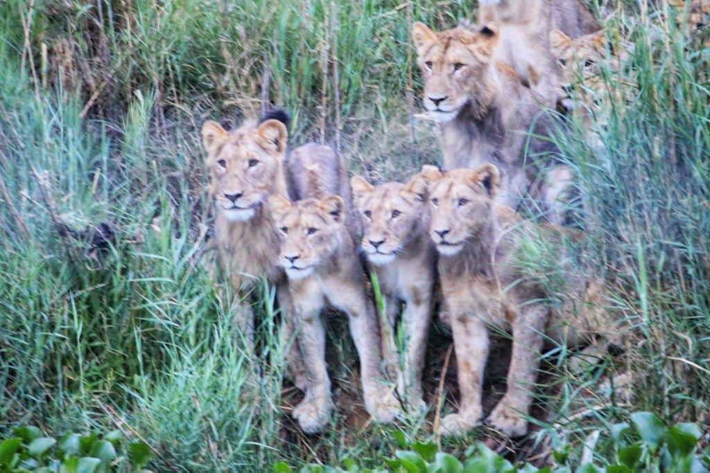 KenBrownGolf's tweet photo. Hot news from the Kruger, taken this afternoon by Russ who in charge of the TV pictures this week on the @EuropeanTour at #LeopardCreek .. your in good hands. #LionCreek #golf #BuhalaLodge #ShitmaPants https://t.co/5zxc8QUuC9