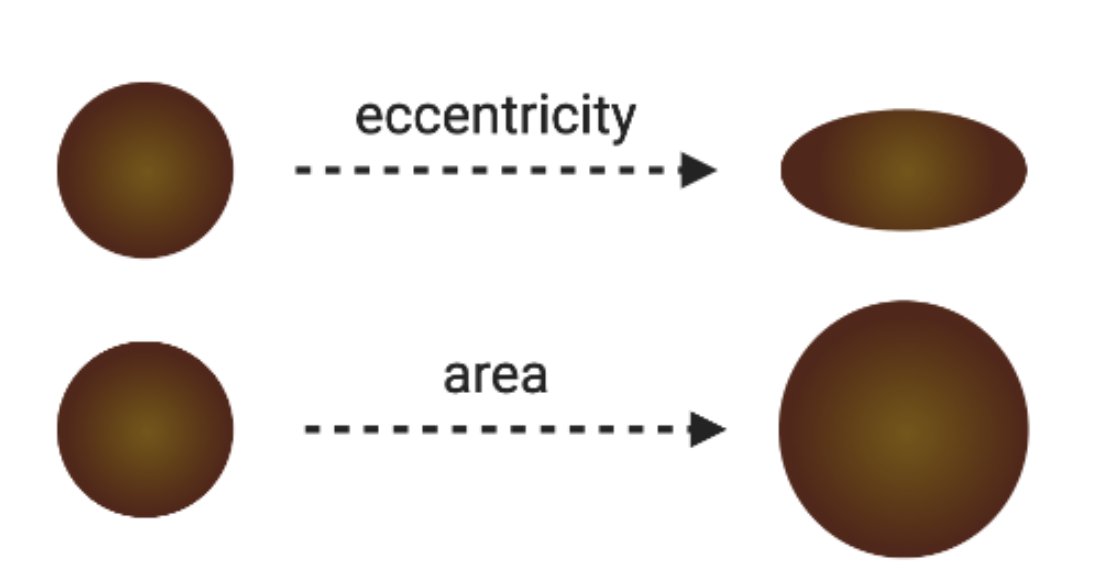 Cross-sectional morphology of the hair fiber is what you get when you slice a hair shaft in half (or more parts, if that’s your thing) and look at it under a microscope. Generally, people talk about area and eccentricity.