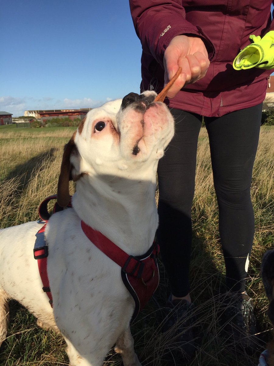 anchorshound's tweet photo. Caspa loving his @WebboxPetFood beef #chompingchews ππππ¦΄
#dog #dogsoftwitter #dogpark #anchorsholmepark #blackpool #anchorshound #anchorshoundpark #webbox #webboxpetfood #webboxwednesdays #dogwalking #boxer https://t.co/rMkMUbiGTD