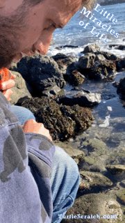 DJTurtleScratch's tweet image. Showing my daughter what happens when you poke a Sea Anenome. Got a little help from a hermit crab!

#sea #tidepools #dadlife #dad #daughter #baby #seanenome #crab #hermitcrab #Oregon #coast #oregoncoast #harrisbeach