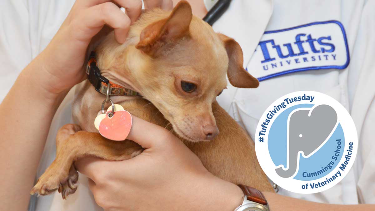 dean dale pet clinic