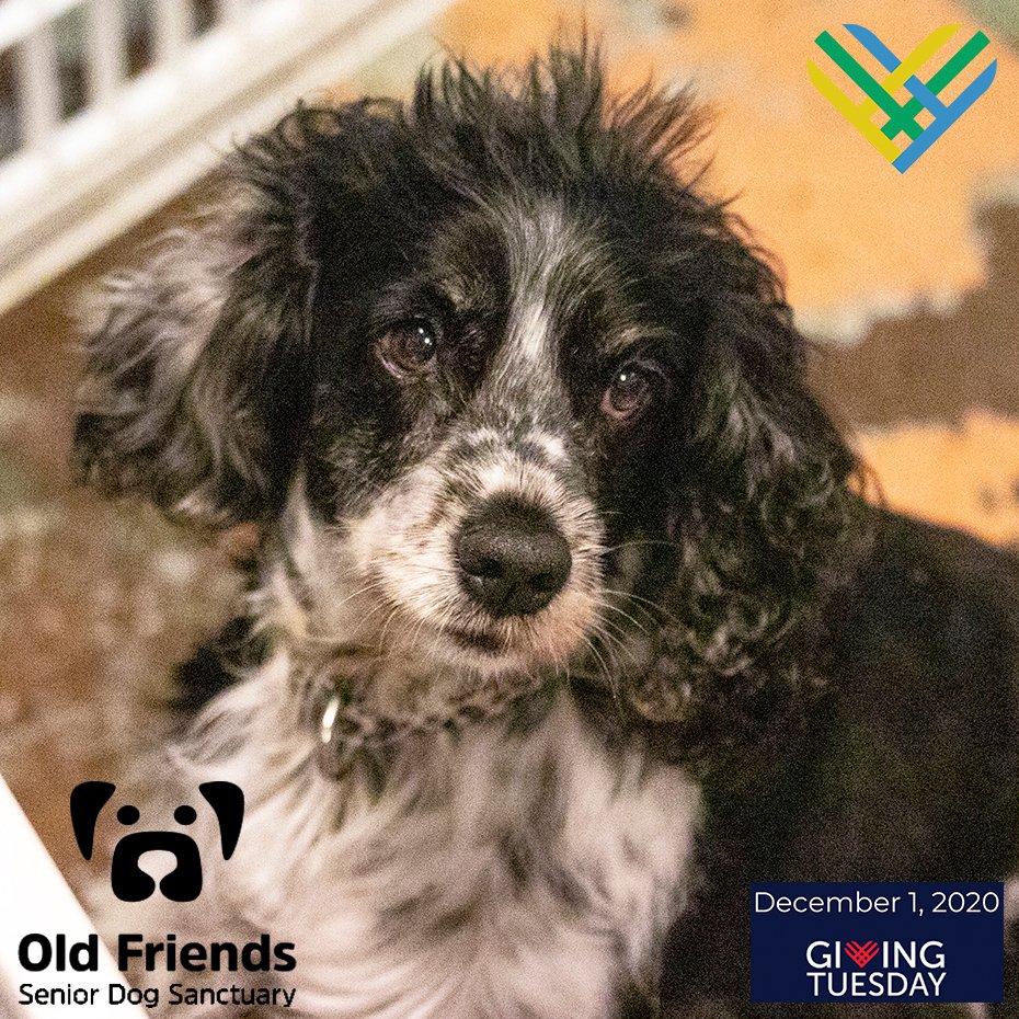 elderly dog sanctuary