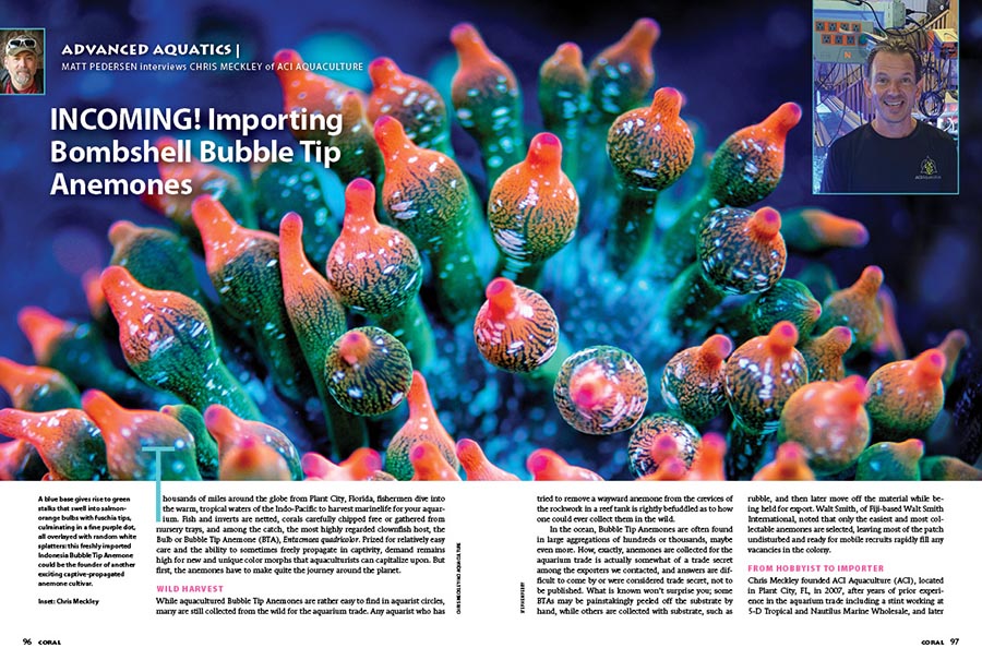 CORALmagazine's tweet photo. #CORALmagazine #InsideLook: What, exactly, goes into importing and distributing the #BubbleTipAnemone, #Entacmaea quadricolor? We interview Chris Meckley of @aciaquaculture.

#BTA #entacmaeaquadricolor #aquariumtrade #marineaquariumtrade #reefhobby #reefaquarium #reeftank https://t.co/Se2DtYZSyd