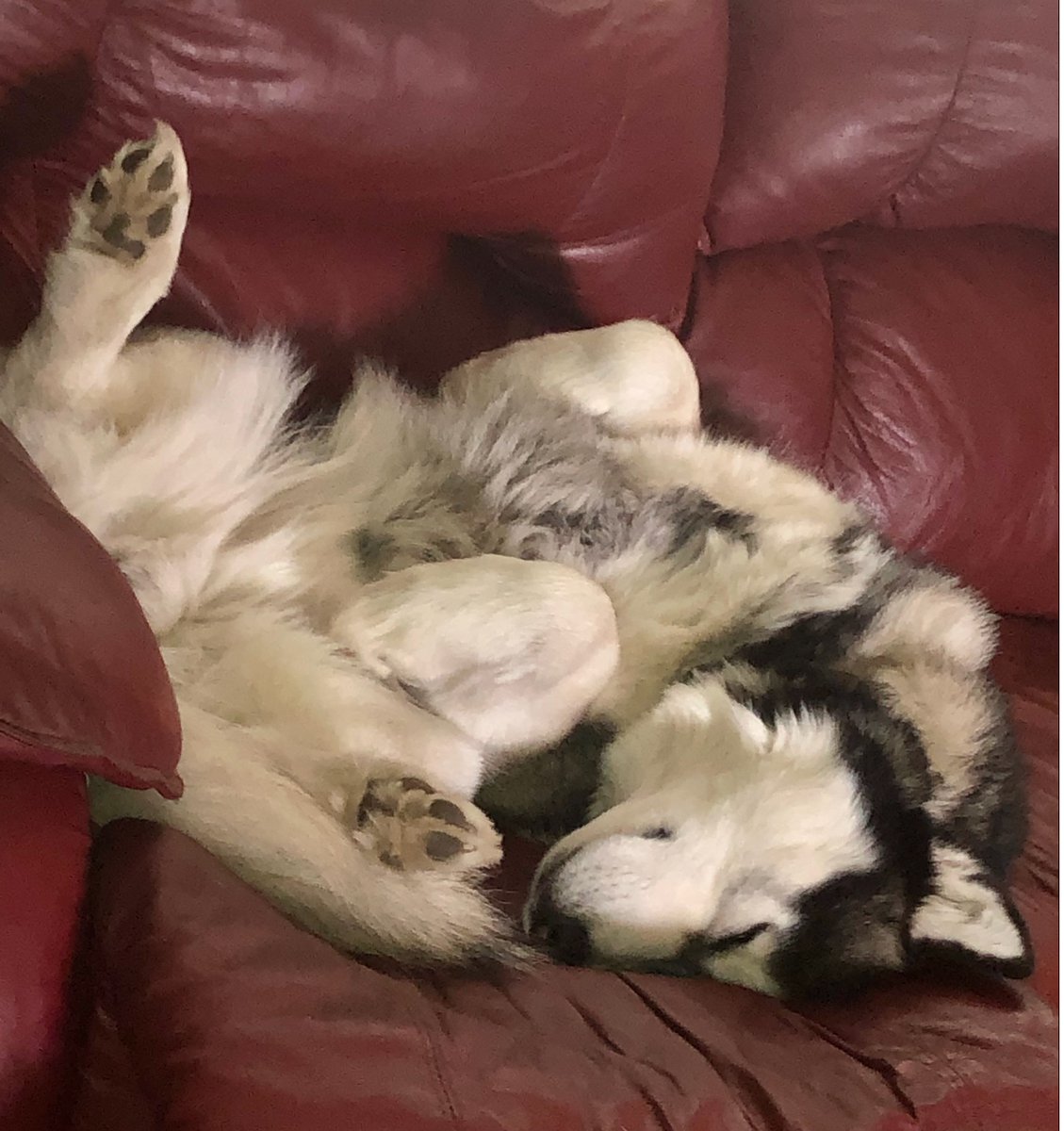Derpy boy take nap
Sponsored by https://t.co/pTGmOVR6ie
#husky #siberianhusky #huskylove
Via: Chillpillbillill/Reddit https://t.co/zvgF6LSGcM