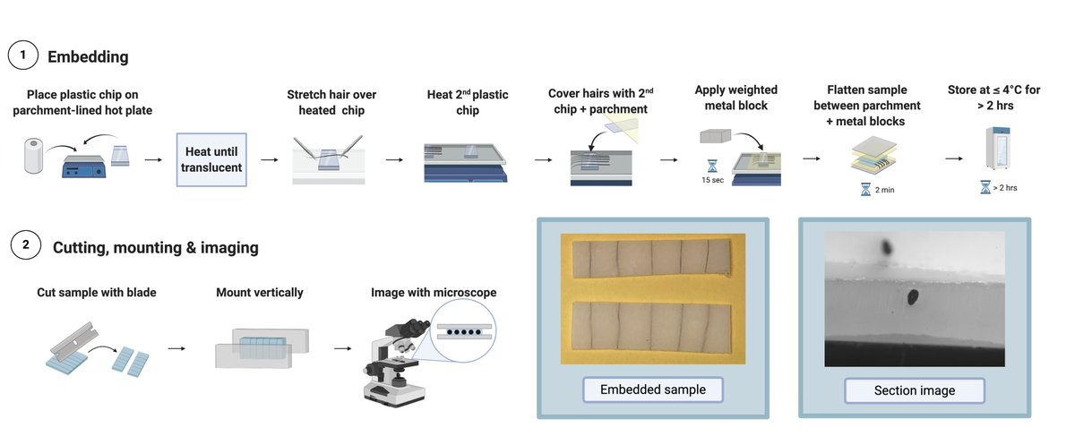 The benefit of this over traditional resin + microtome method is that you can immediately embed hairs (vs. 24h drying) and you can cut them with a razor blade (much cheaper and easier than a microtome). Then, all you have to do is mount vertically and image: