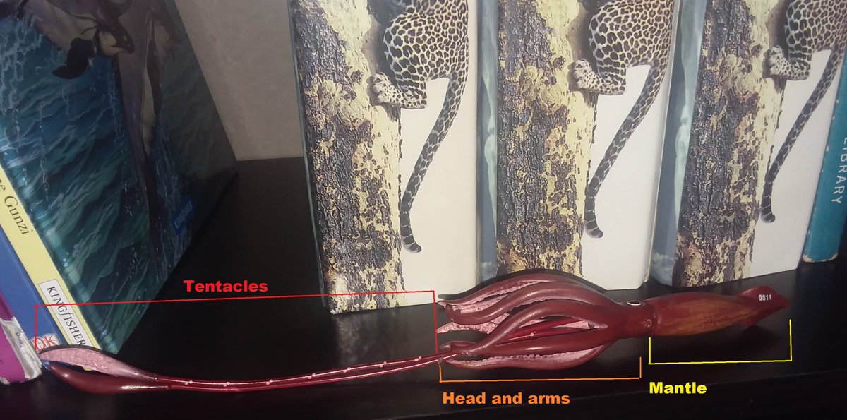 Still pretty close right? Well, first we need an anatomy lesson. The majority of a giant squid's length comes from its long limbs known as tentacles. The mantle of the largest giant squids are about 2.5 meters and its mantle+ its arms is about 5 meters