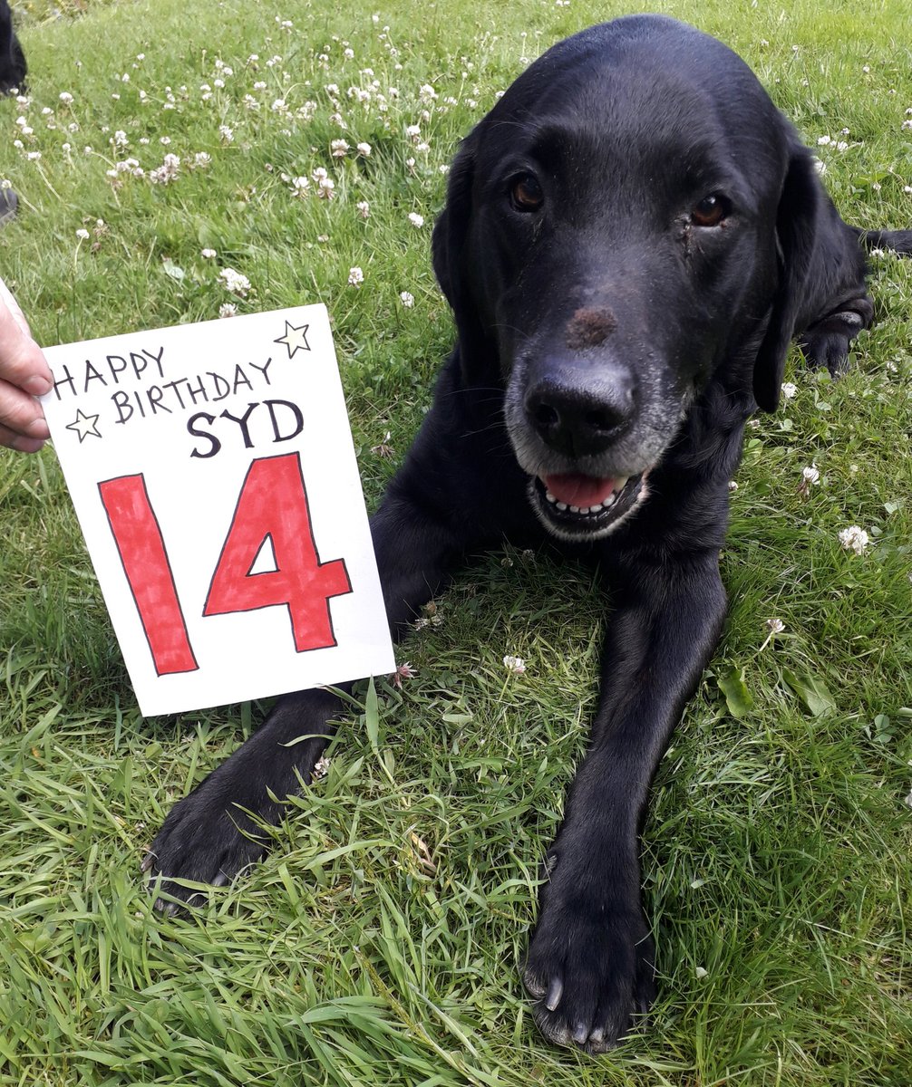 <a href="/ZxzxSimon/">Benji.. black lab</a> Happy birthday. Our Syd is 14 and has  a grey face like you