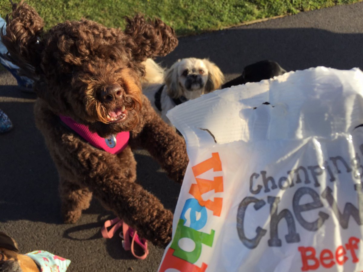 anchorshound's tweet photo. Don’t quote us on this one, but we have a sneaky feeling that Sally *might* like @WebboxPetFood beef #chompingchews 👀😂💓🍗🦴

#dog #dogsoftwitter #dogpark #anchorsholmepark #blackpool #anchorshound #anchorshoundpark #webbox #webboxpetfood #webboxwednesdays #dogwalking #cockapoo https://t.co/LbDty0qJFn
