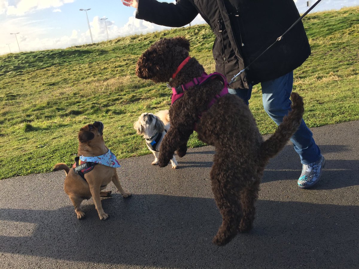 anchorshound's tweet photo. Don’t quote us on this one, but we have a sneaky feeling that Sally *might* like @WebboxPetFood beef #chompingchews 👀😂💓🍗🦴

#dog #dogsoftwitter #dogpark #anchorsholmepark #blackpool #anchorshound #anchorshoundpark #webbox #webboxpetfood #webboxwednesdays #dogwalking #cockapoo https://t.co/LbDty0qJFn