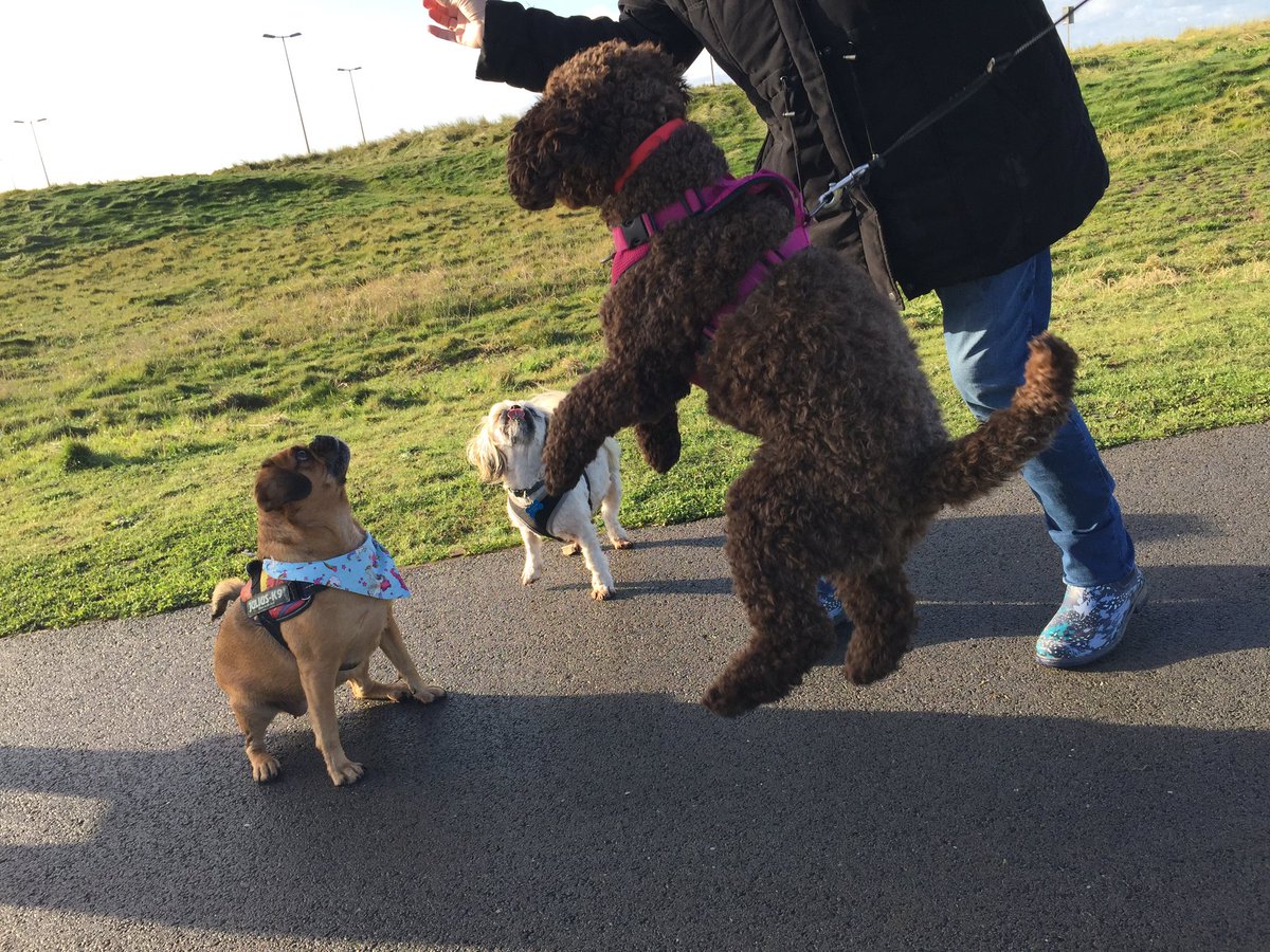anchorshound's tweet photo. Don’t quote us on this one, but we have a sneaky feeling that Sally *might* like @WebboxPetFood beef #chompingchews 👀😂💓🍗🦴

#dog #dogsoftwitter #dogpark #anchorsholmepark #blackpool #anchorshound #anchorshoundpark #webbox #webboxpetfood #webboxwednesdays #dogwalking #cockapoo https://t.co/LbDty0qJFn