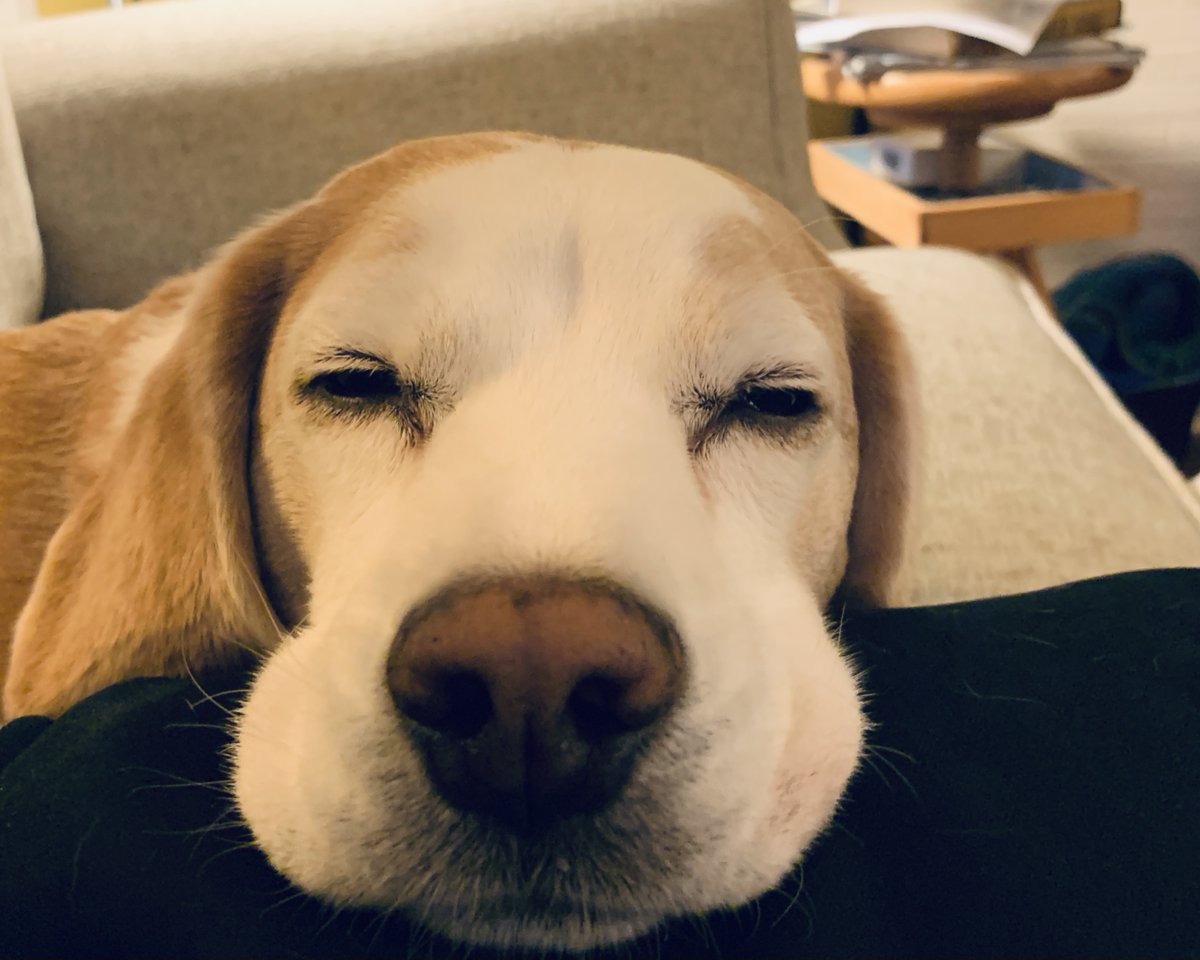 harrietschwartz's tweet photo. #TobytheBeagleTA encourages all educators to try to get some rest over coming days. #ProfDogs #beagle #TeachersPet #HigherEd #Tenure4Toby #DogsatHome #DogsofInstagram @beaglefacts #StayConnected #ConnectedTeaching https://t.co/xAR8e7pNNi