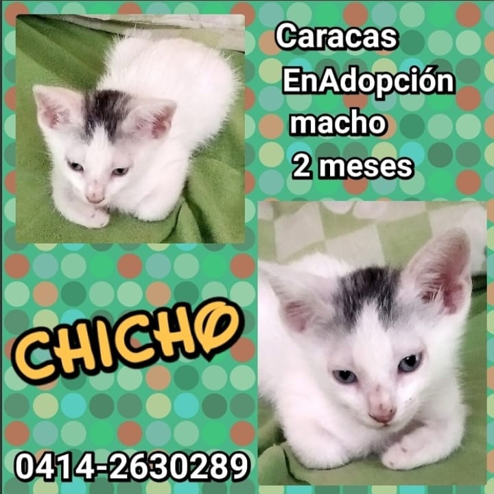 PerroUsuario's tweet photo. #EnBuscaDeUnHogar RT @mocima: #CaracasEnAdopción lindos gatitos, rescatados del abandono #BuscaHogar amoroso. Se entregan con #CompromisoDeEsterilización 📞0414-2630289 #TabbyPoint #TabbyTricolor #GatitaCalicó #TabbyBicolor #adoptaungato gracias por #RT https://t.co/xqGMhImwA7