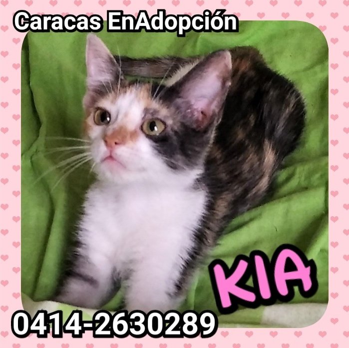 PerroUsuario's tweet photo. #EnBuscaDeUnHogar RT @mocima: #CaracasEnAdopción lindos gatitos, rescatados del abandono #BuscaHogar amoroso. Se entregan con #CompromisoDeEsterilización 📞0414-2630289 #TabbyPoint #TabbyTricolor #GatitaCalicó #TabbyBicolor #adoptaungato gracias por #RT https://t.co/xqGMhImwA7