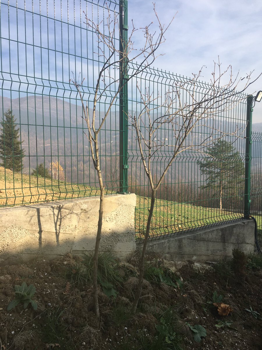 Naessl's tweet photo. #EBRDtree challenge accepted ! Happy to join my @EBRD colleagues @ebrdInes @nodiramansurova @heikeharmgart @JRigterink and others. Unfortunately due to the ❄️ I started with 🪴and hope recently added 🌳 in my garden in #Sarajevo will qualify. I challenge @Hargitaz & @MartinKaco https://t.co/DubxKkGYlm