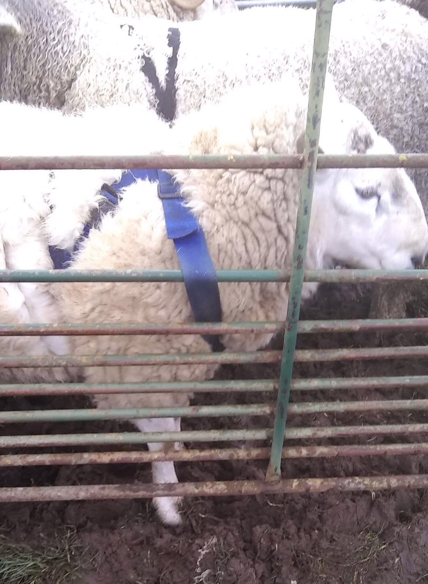 Shearwell's tweet image. Spot the problem........ 🤣
#InARush #BusyBusy #101Jobs #FarmingOopsADaisy #WontBeTuppingMuch #Farming247 #ScottishFarming #WhatHappenedWas 🤔🤪🧐🤣