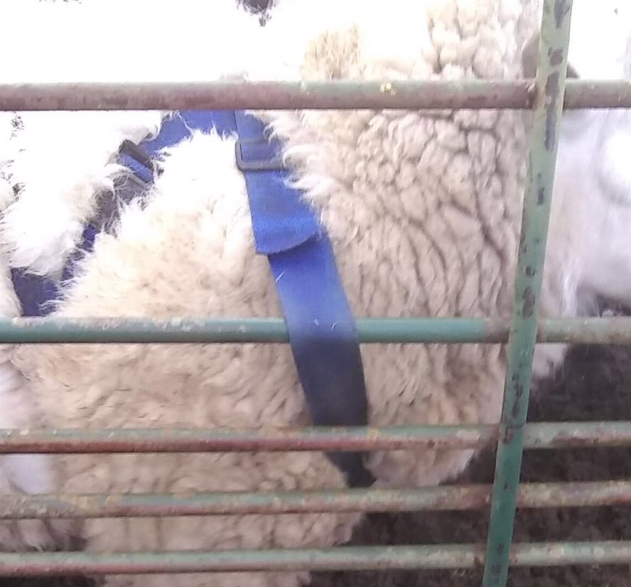 Shearwell's tweet image. Spot the problem........ 🤣
#InARush #BusyBusy #101Jobs #FarmingOopsADaisy #WontBeTuppingMuch #Farming247 #ScottishFarming #WhatHappenedWas 🤔🤪🧐🤣