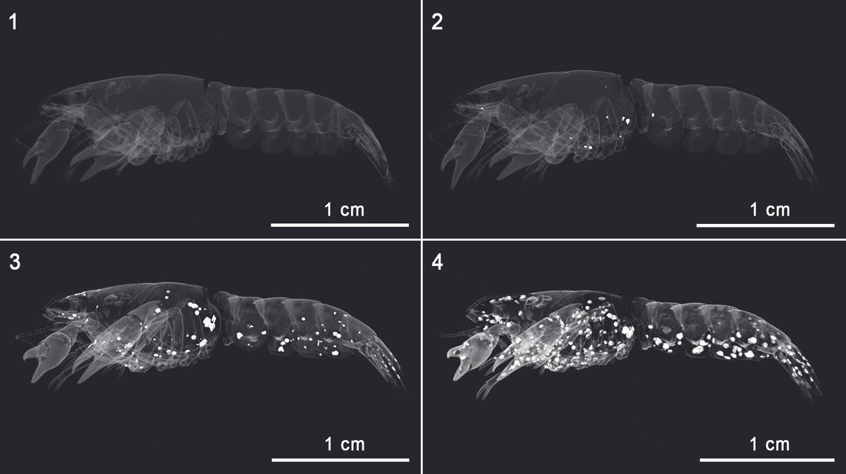 #Decomposition study of #crayfish suggests soft tissue #mineralization related to moult phase

Bastian Mähler, Kathrin Janssen, Martina Menneken, Mariam Tahoun, Markus Lagos, Gabriele Bierbaum, Christa E. Müller, and Jes Rust

palaeo-electronica.org/content/2020/2…