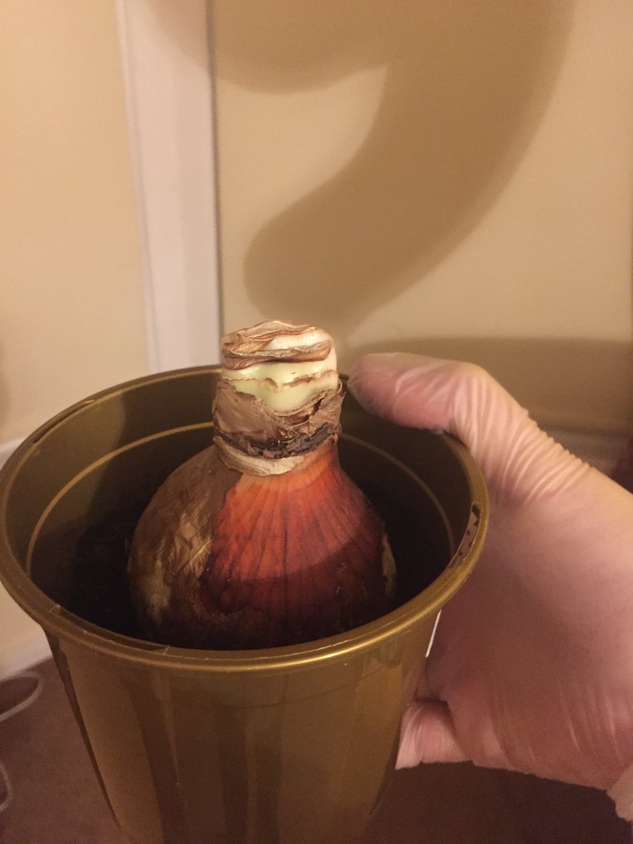 JasonWilliams41's tweet image. Interestingly Bulb.... any ideas on taxonomy, @thorogoodchris1 😘😘