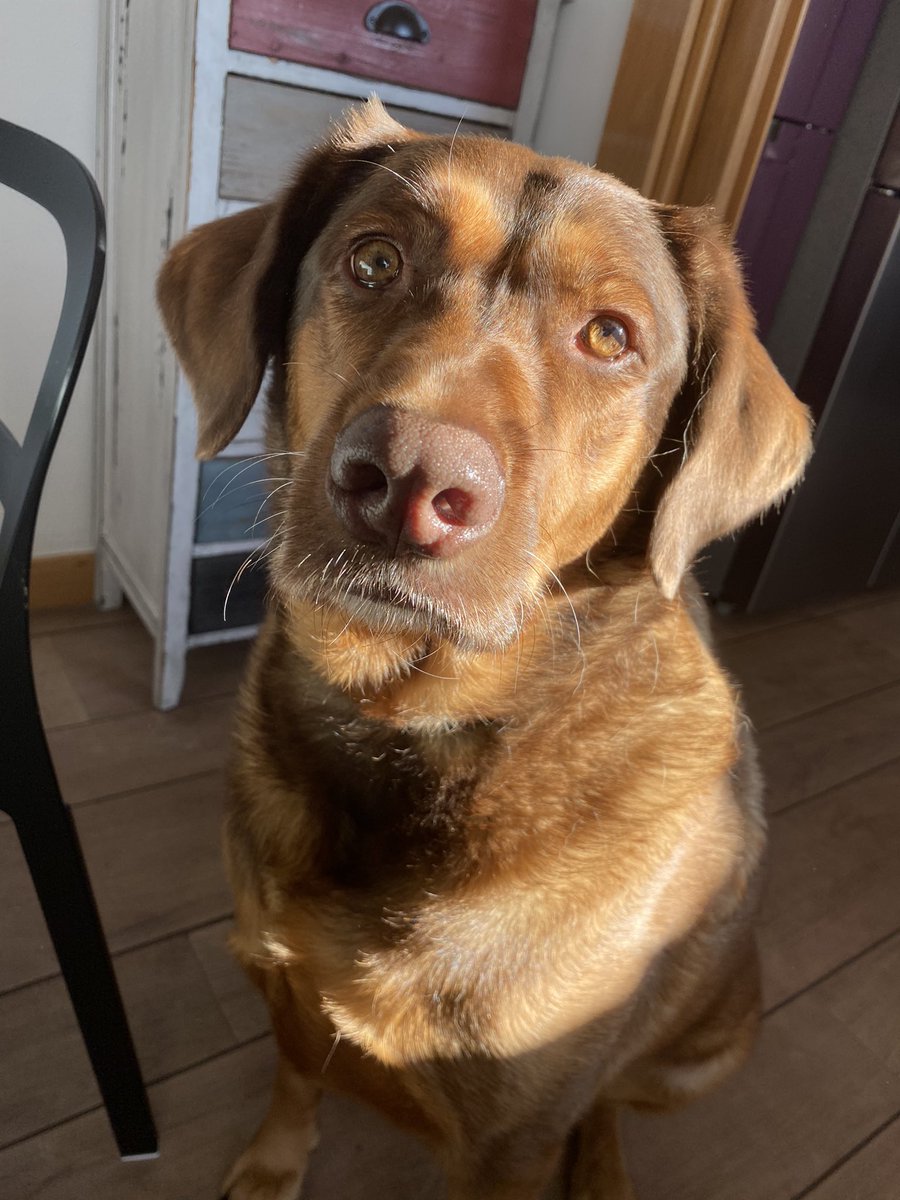 anafberria's tweet photo. Esta perra posa demasiado bien🤔😍🥺 https://t.co/LeTLwNn8Ft