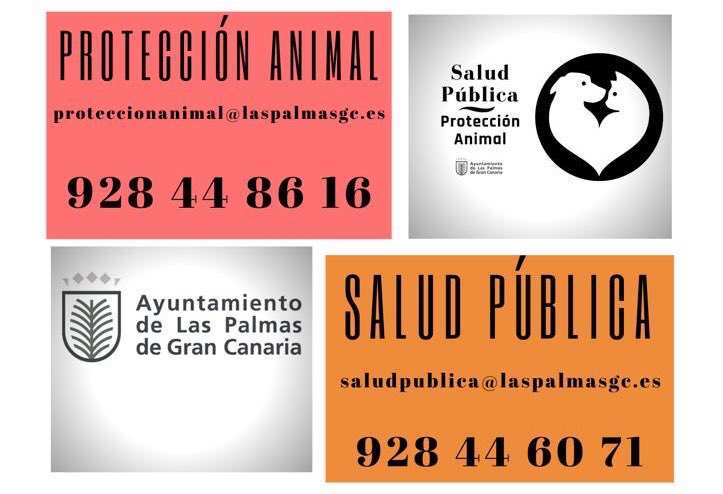 LPGCSaludPublic's tweet photo. En la tarde de hoy, el servicio de #ProtecciónAnimal del @AyuntamientoLPA recuperó este chihuahua macho que estaba atado en la puerta del Hiperdino en Avda. José Mesa y López
😡Sin #Microhip 😩
Ponemos vías de comunicación por si nos pueden ayudar a encontrar al propietario 👇🏻 https://t.co/f4B4g7ujeW