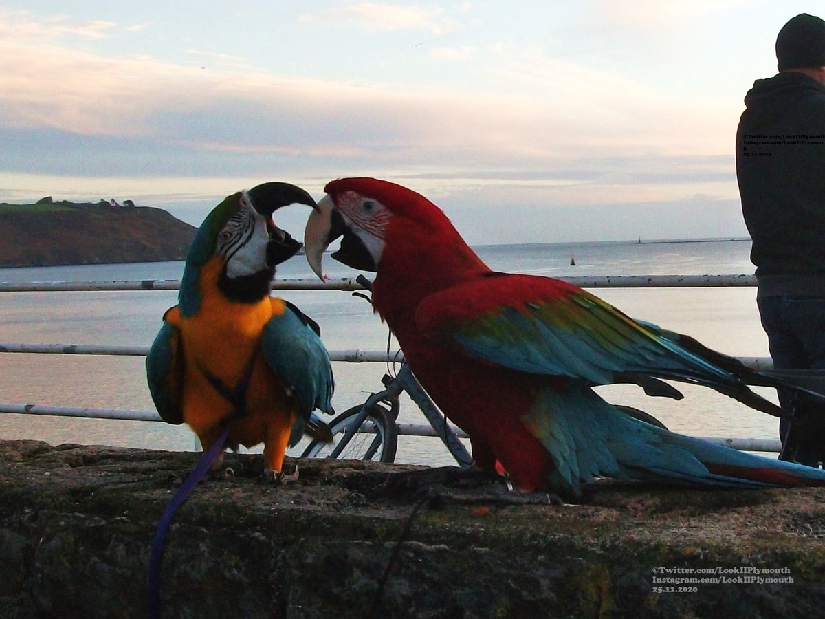 LookIIPlymouth's tweet photo. By the Coffee Shack this afternoon, this chap had brought his parrots along to enjoy the view!
#Parrot #Parrots #CoffeeShack #Plymouth #LookII https://t.co/mok7tJGKBd