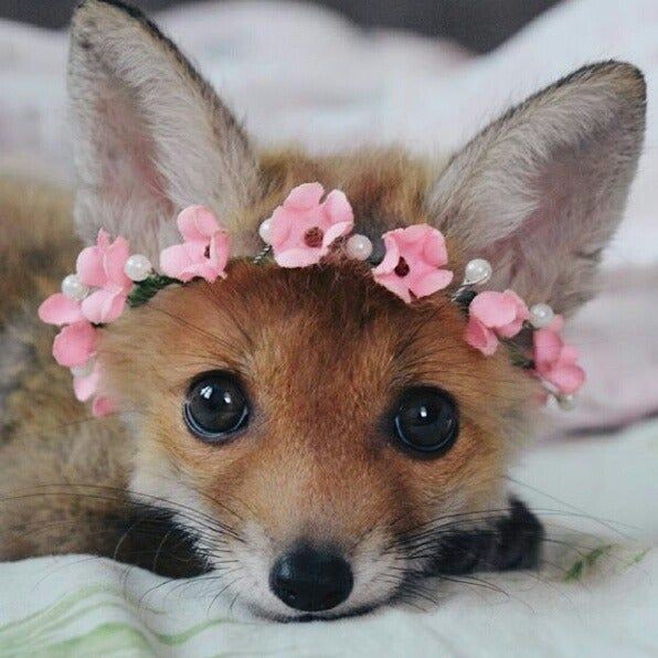 juli_obrien's tweet photo. 🌺Flower child.. 🌺✌ https://t.co/qtNNnoiBp1