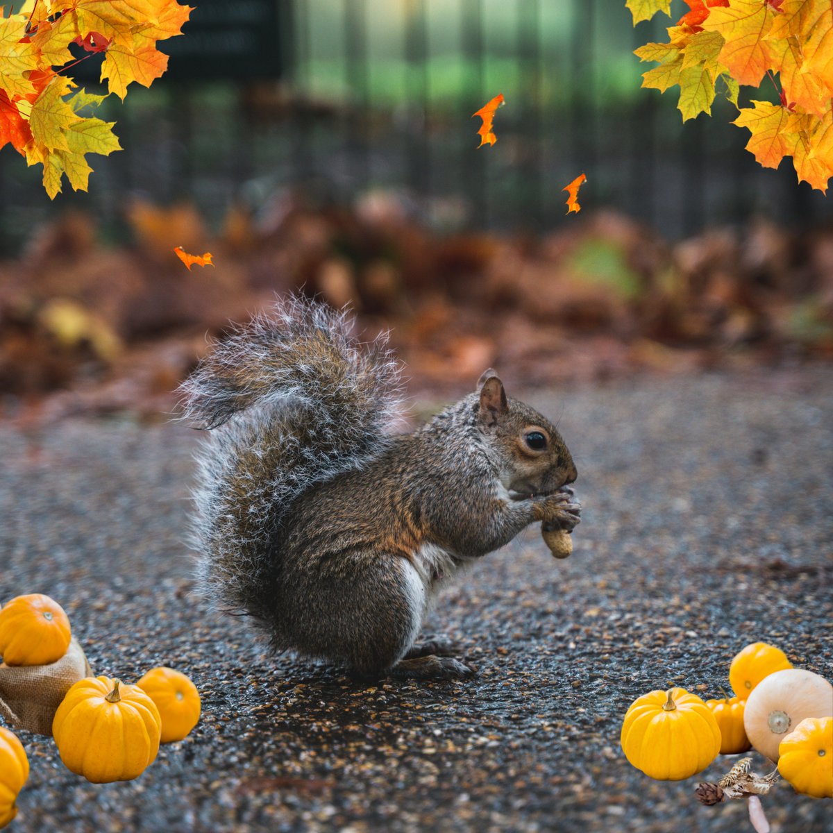 _SquirrelApp's tweet image. Whether you’re eating turkey or nuts, Squirrel wishes everyone a happy Thanksgiving! #Thanksgiving #SmallBusiness #SquirrelApp