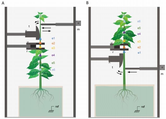 sci_plant's tweet photo. Stem bending generates electrical response in poplar

https://t.co/LZE8P9GpWy
#plantscience #stembending ♻️ https://t.co/ilfm4C1TxM