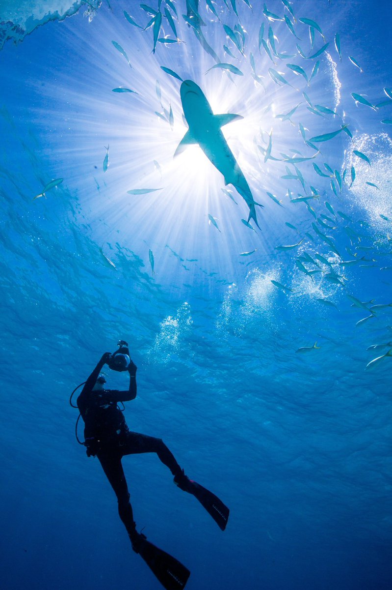 Diving in The Bahamas tweet media