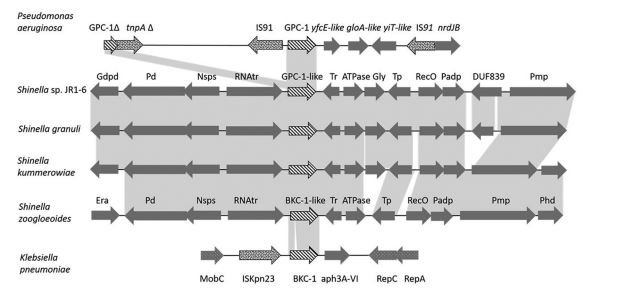 Comparative genomics identified the environmental bacterial genus Shinella as the most likely origin of the class A carbapenemases BKC-1 and GPC-1. #AACJournal skyw.io/h23RZf