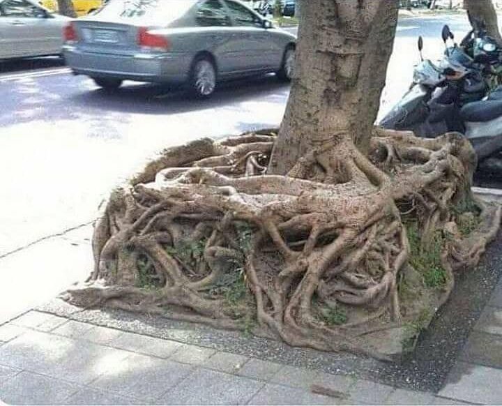teachergoals's tweet photo. Finally found the square root! 😅🤣 https://t.co/H8yolHJzDC