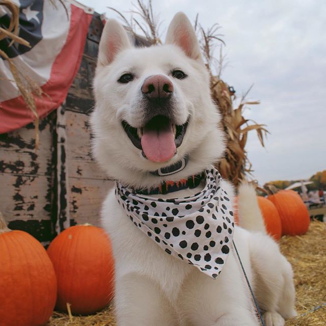 Are you falling in love with this fall weather? We think Mason the #SiberianHusky is! #spotpetinsurance https://t.co/5vuYZojAV3