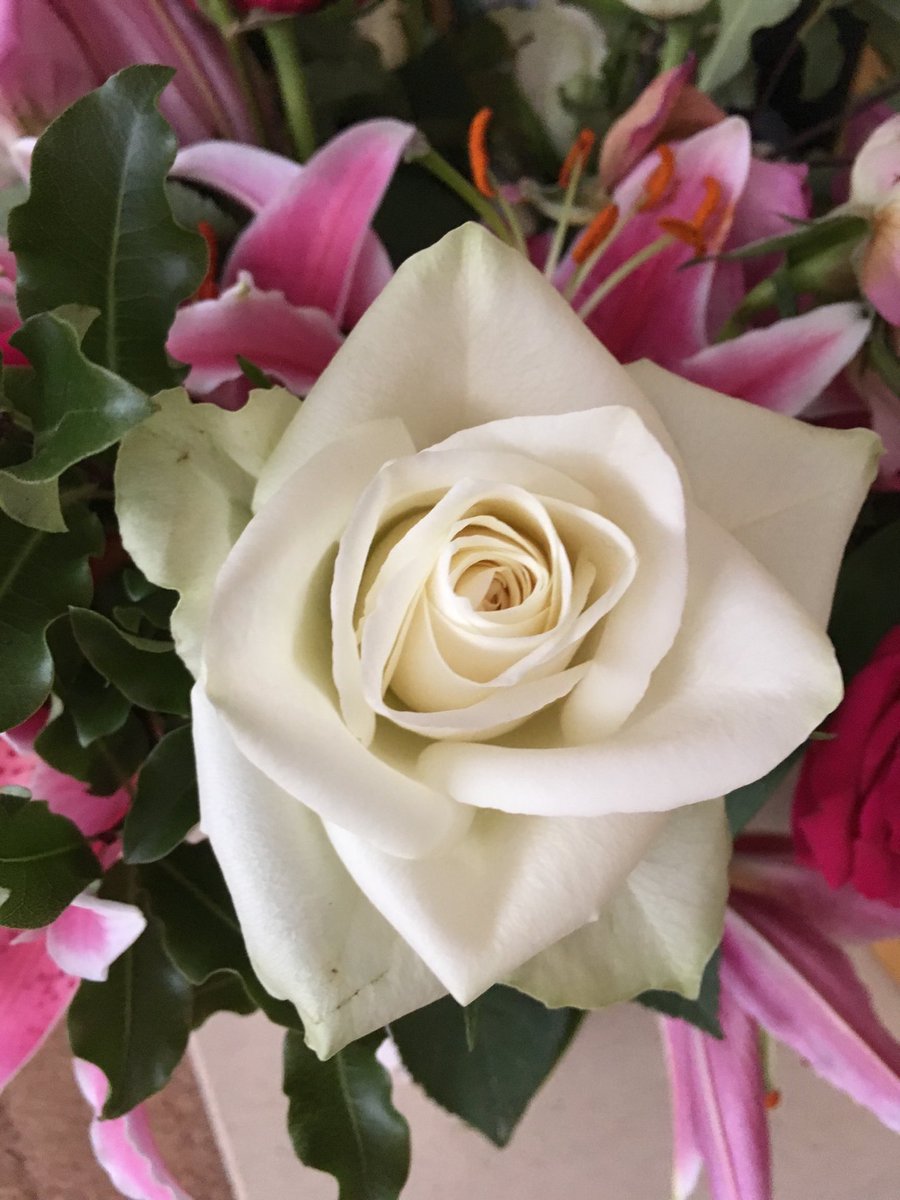 KarenKb171710's tweet photo. One more for #RoseWednesday Isn’t this stunning! Makes me smile!
Happy evening to you 😊💐 Thank you to all my new followers. Hello!
#flowercommunity
#loveflowers
#gardentheatre
#petallayers
#gorgeousnature
#roses https://t.co/kuEZk3g0yN