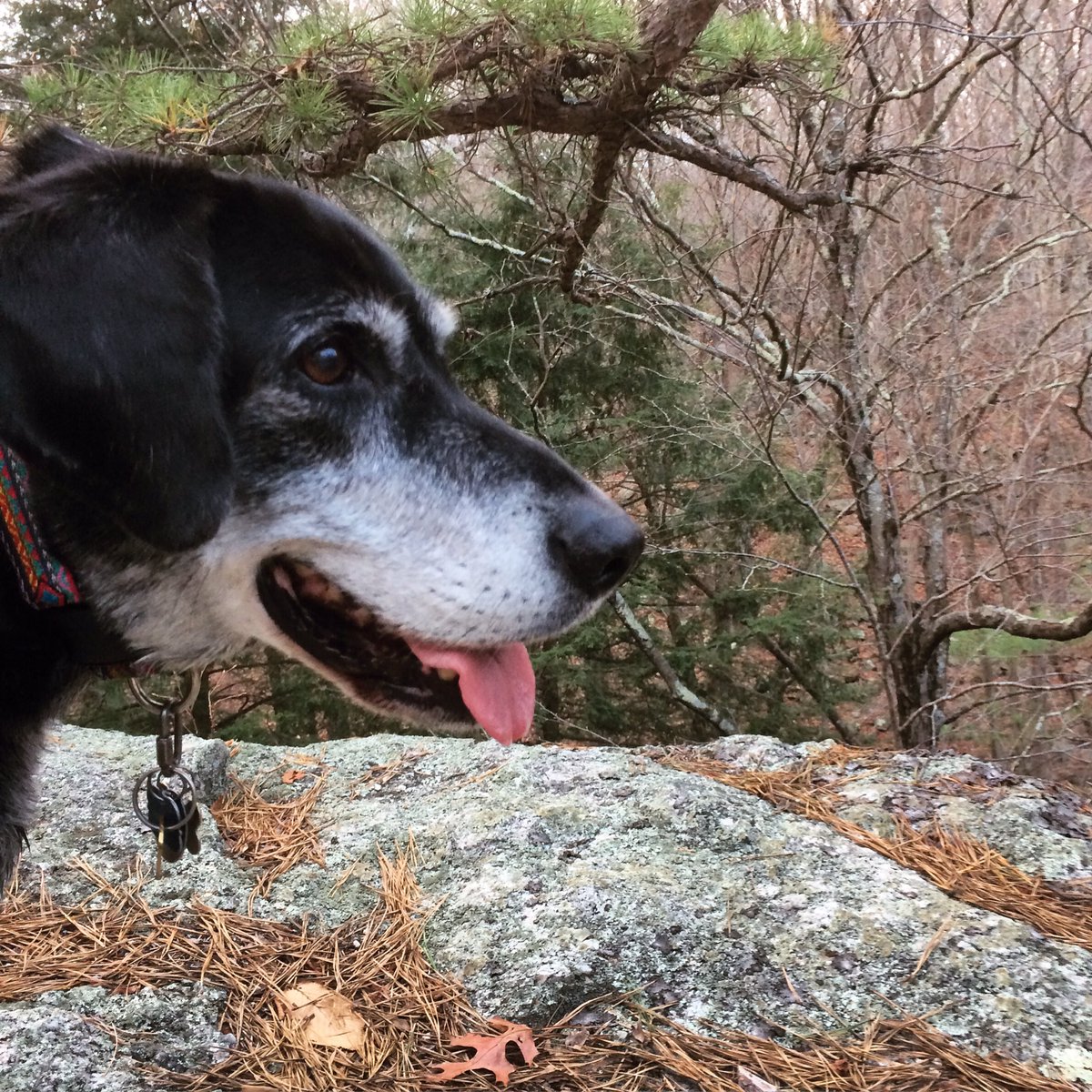 DanielFitzroy1's tweet photo. Somebody enjoyed a short hike in Huntington State Park! #dog #dogs #dogwalk #dogwalking #walk #walking #hike #hiking #woods #fall #ctstateparks #park #dogstagram #dogsofinstagram https://t.co/wj08G209Z3