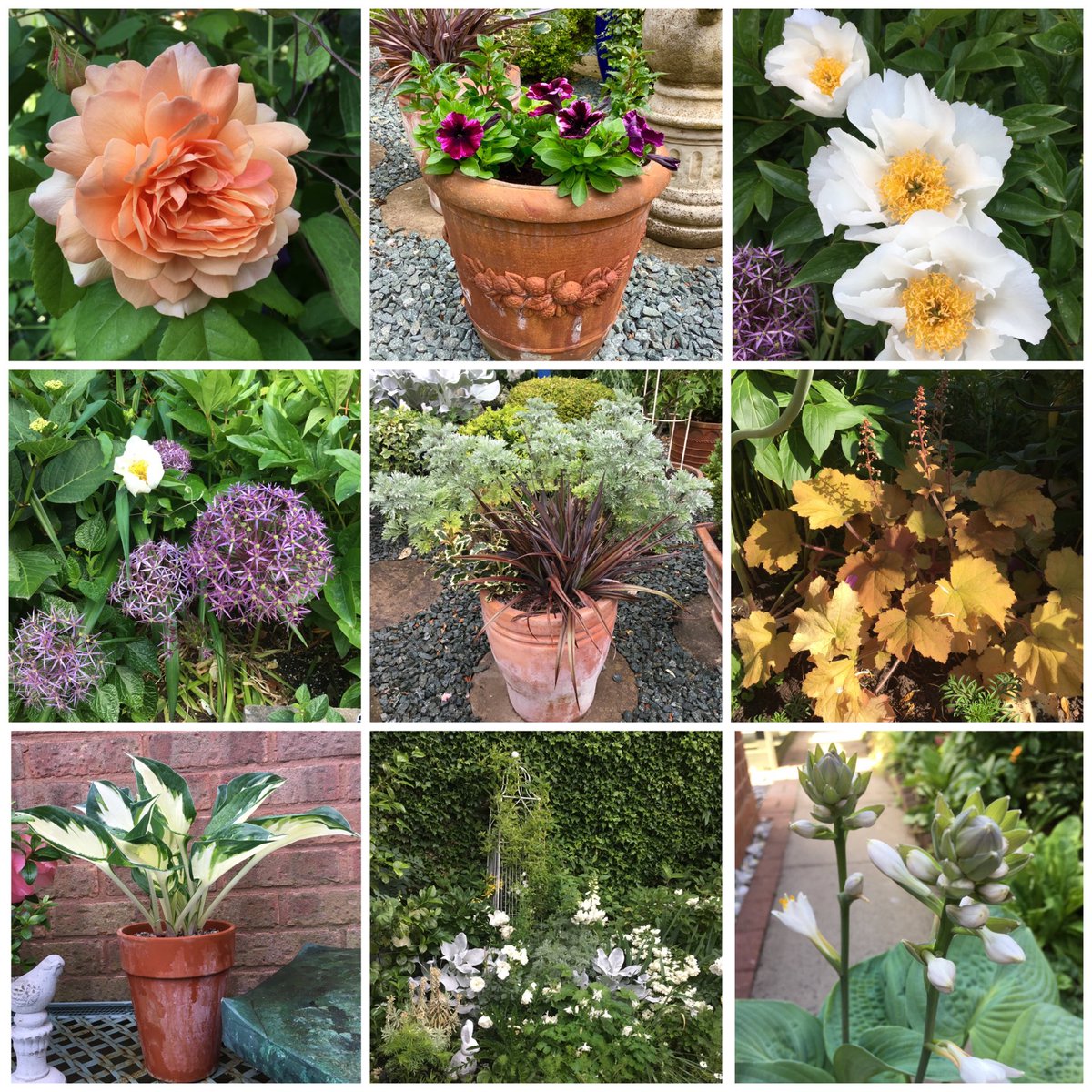 Milhart66Ken's tweet photo. To brighten a dark, cold November evening some pics from the summer. https://t.co/Vido6rWG8o
