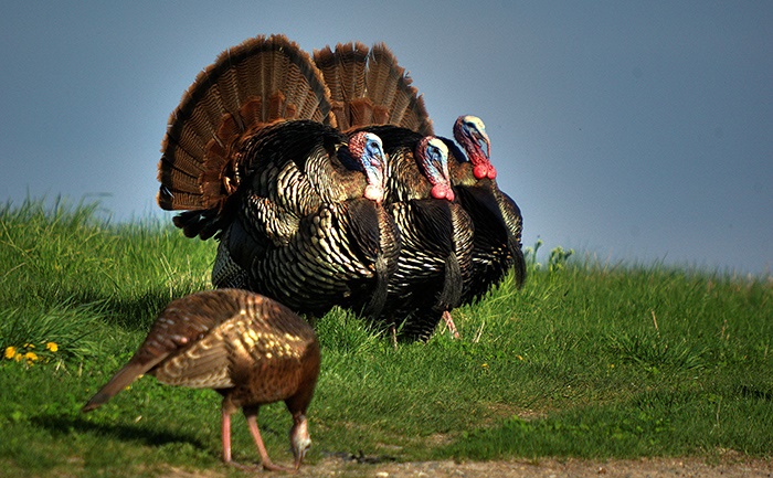 NHBOWProgram's tweet photo. Happy Thanksgiving! https://t.co/yTj3pGhYa3