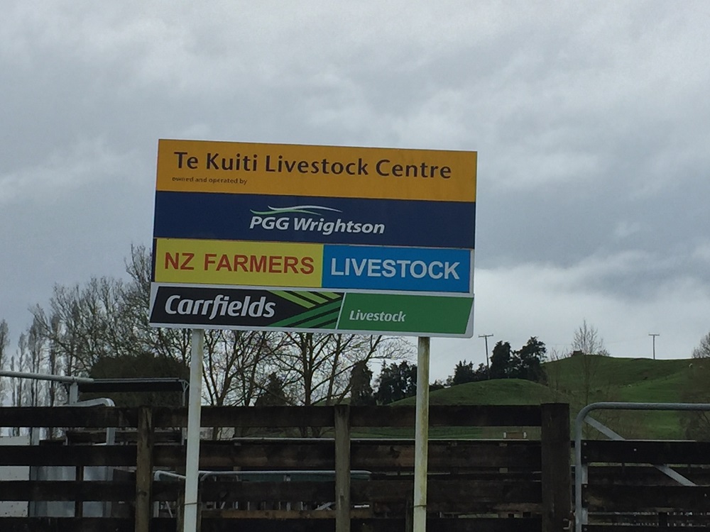 agOnlineNz's tweet photo. "TE KUITI CATTLE &amp; ALL BREEDS RAM SALE" - Fri 4th Dec @ 11:00am - Comprising: 24 Top Poll Dorset 2th Rams..https://t.co/5Ke42QkDcg https://t.co/7Vpi2aPUjq
