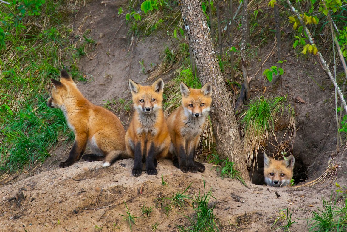 WildEarth Guardians tweet media