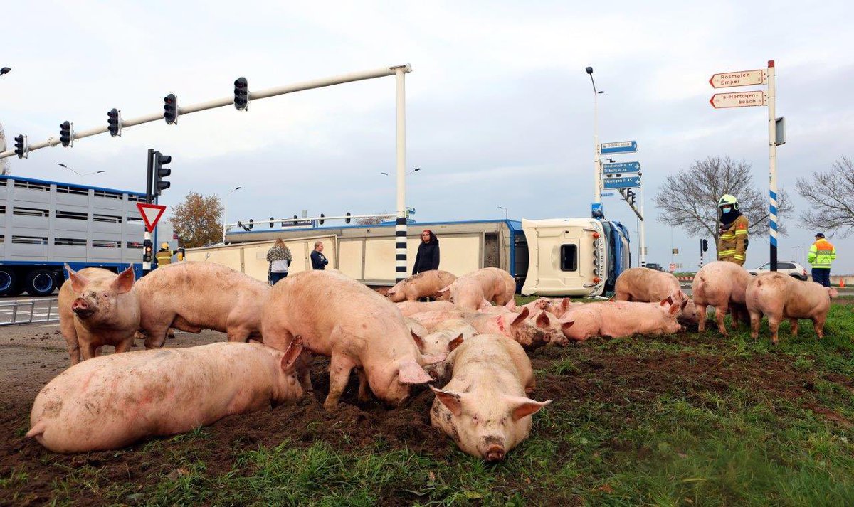 Vanmiddag zijn wij met 2 wagens uitgerukt naar een ongeval met een vrachtwagen. Hierbij zijn een aantal varkens ontsnapt die zich door de buurt hebben verspreid. Alle varkens zijn gevangen en de bestuurder is ongedeerd. 

Foto: Bart Meesters