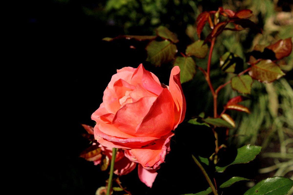 Caroline_Jean's tweet photo. Flowers are so beautiful #photography #artistsontwitter https://t.co/mmKPdeJggy